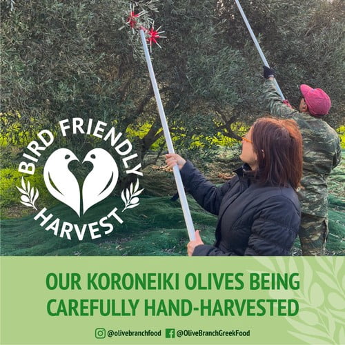 Olive Branch Greek Extra Virgin Olive Oil 500ml, British Import (Pack of 2)