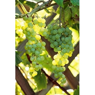 Pixies Gardens (1 Gallon Himrod Seedless Native Grape. Golden Yellow Fruit in Summer with Deep Green Foliage.