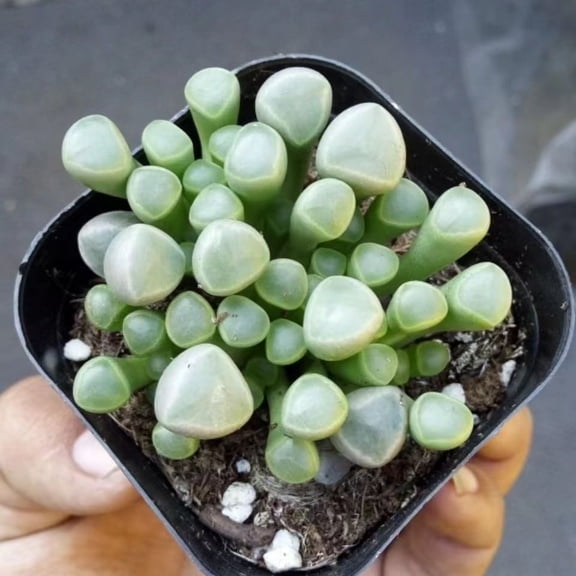 Live Succulent Plant Baby Toes' Spring Plant Free Delivery Home Office Decoration DIY Projects Party Favor Baby Shower