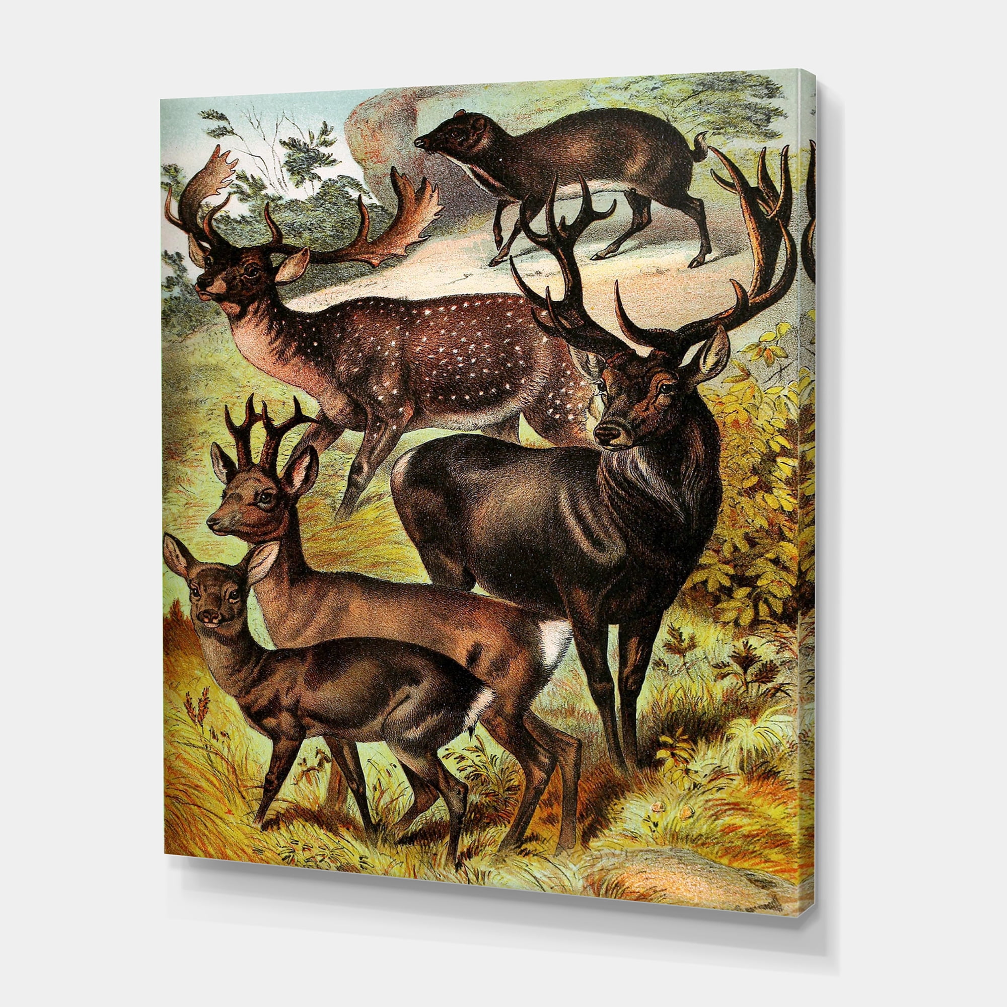 Designart ' Old-world Mammals I ' Farmhouse Canvas Wall Art Print