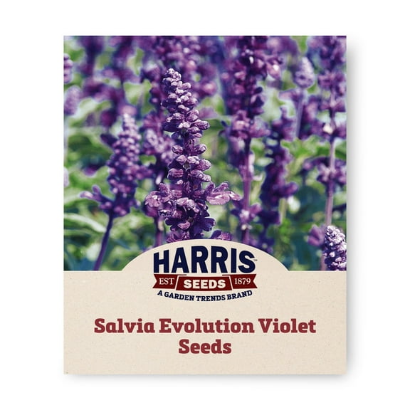 Harris Seeds - Salvia Evolution Violet Seeds - Fast Germination - 500 Seeds