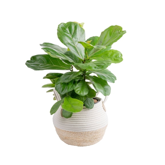 Costa Farms 20" Fiddle Leaf Fig Live Plants in 9.84" Basket