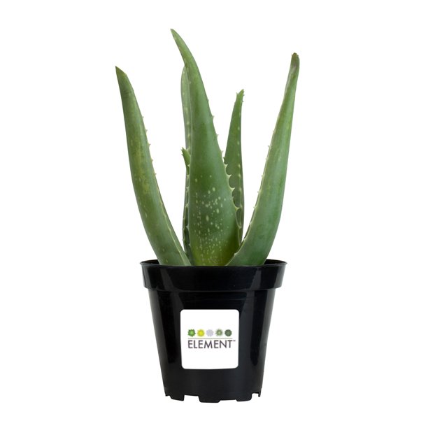 Element 9CM Aloe Vera Plant