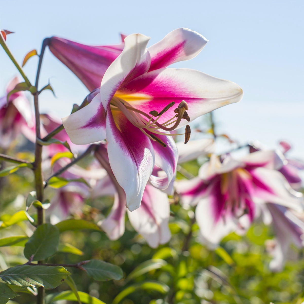 Van Zyverden Lilies Friso Set of 7 Bulbs Multicolor Partial Sun Perennial Pollinator 2 lbs