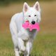 thumbnail image 3 of Squeaky Dog Chew Toy Pig Shape Toy Teeth Cleaning Toy Interactive Puppy Toy, 3 of 3