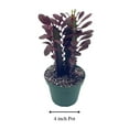 thumbnail image 4 of BubbleBlooms Euphorbia Trigona, Red Original Color African Cathedral Cactus Milk Tree- 4 Inch Pot, 4 of 9