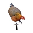 thumbnail image 1 of Espejo de gallo de jardín, decoración vívida, escultura de jardín resistente a la intemperie, figura de animal, postes estables, escultura de pollo re A, 1 of 8