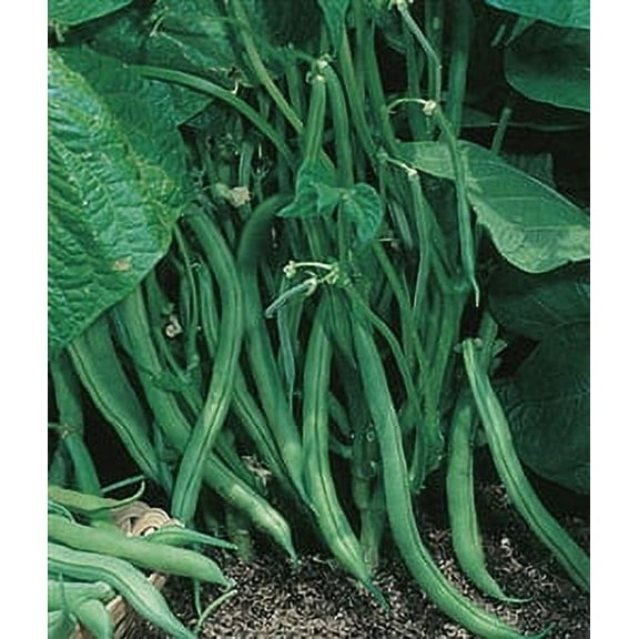 Garden Bean Bush Blue Lake 274 Seed - 1 Packet