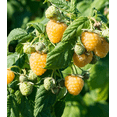 thumbnail image 3 of Fall Gold Raspberry Live Plant 4 to 6 Inch Tall, Golden Raspberry Plant, Sweet Yellow Berries for Garden, 3 of 7