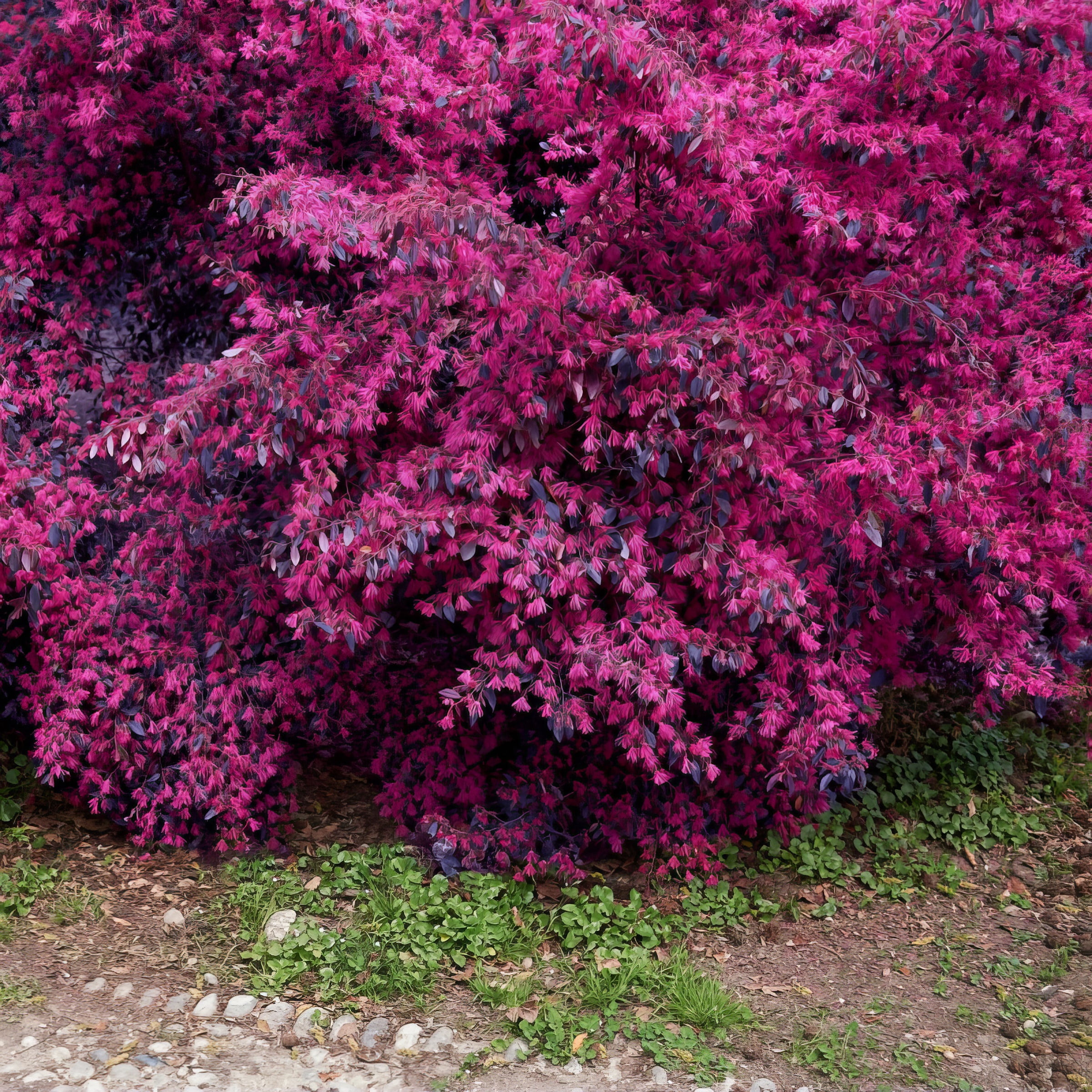 Live Shrub 2 gal Red Chocolate Loropetalum with Full Sunlight