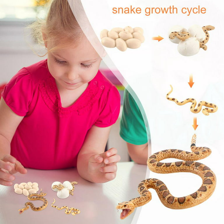  Rismise Snake Growth Cycle Cobra Growth Cycle Model Toys Snake  Figurines Toy Mini Cobra Snake Figure Snake Life Cycle Figurine Educational  Toy Snake Animal Trick Reptile Halloween Prank Props : Toys
