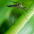 thumbnail image 7 of STEM Mosquito Repellent Spritz, 2 Ounce (Pack of 8), 7 of 7