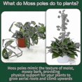 thumbnail image 3 of 8-Pack Coir Plant Stakes Stackable Moss Poles for Monstera and Other Plants Support Sticks for Indoor Gardening, 3 of 5