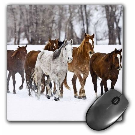 3dRose Running horses on Hideout Ranch, Shell, Wyoming - US51 JRE0031 - Joe Restuccia III, Mouse Pad, 8 by 8 inches