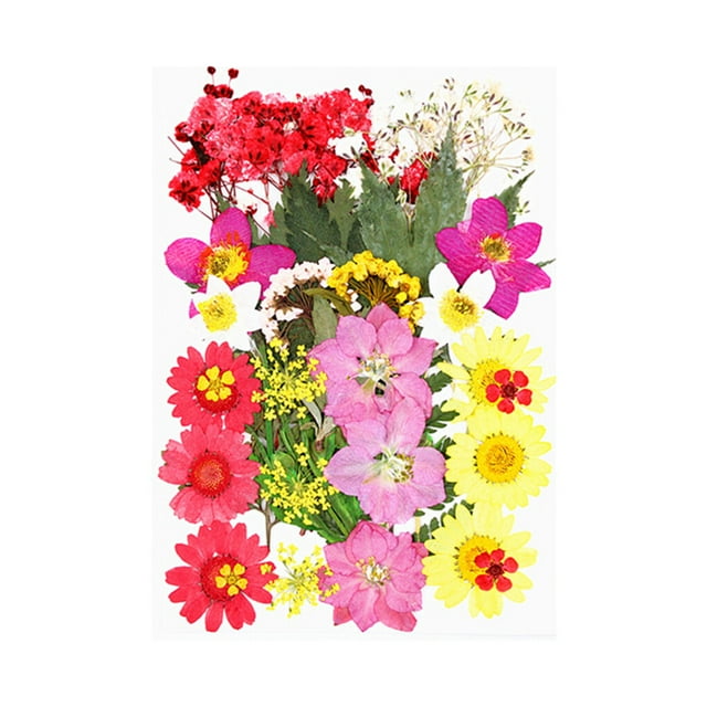 Dried Flowers Set Scrapbooking Decorating Real Flower Decal Makeup Fillings Handicraft Filling Pressed Specimen Label for Makeup Phone Use Type 11