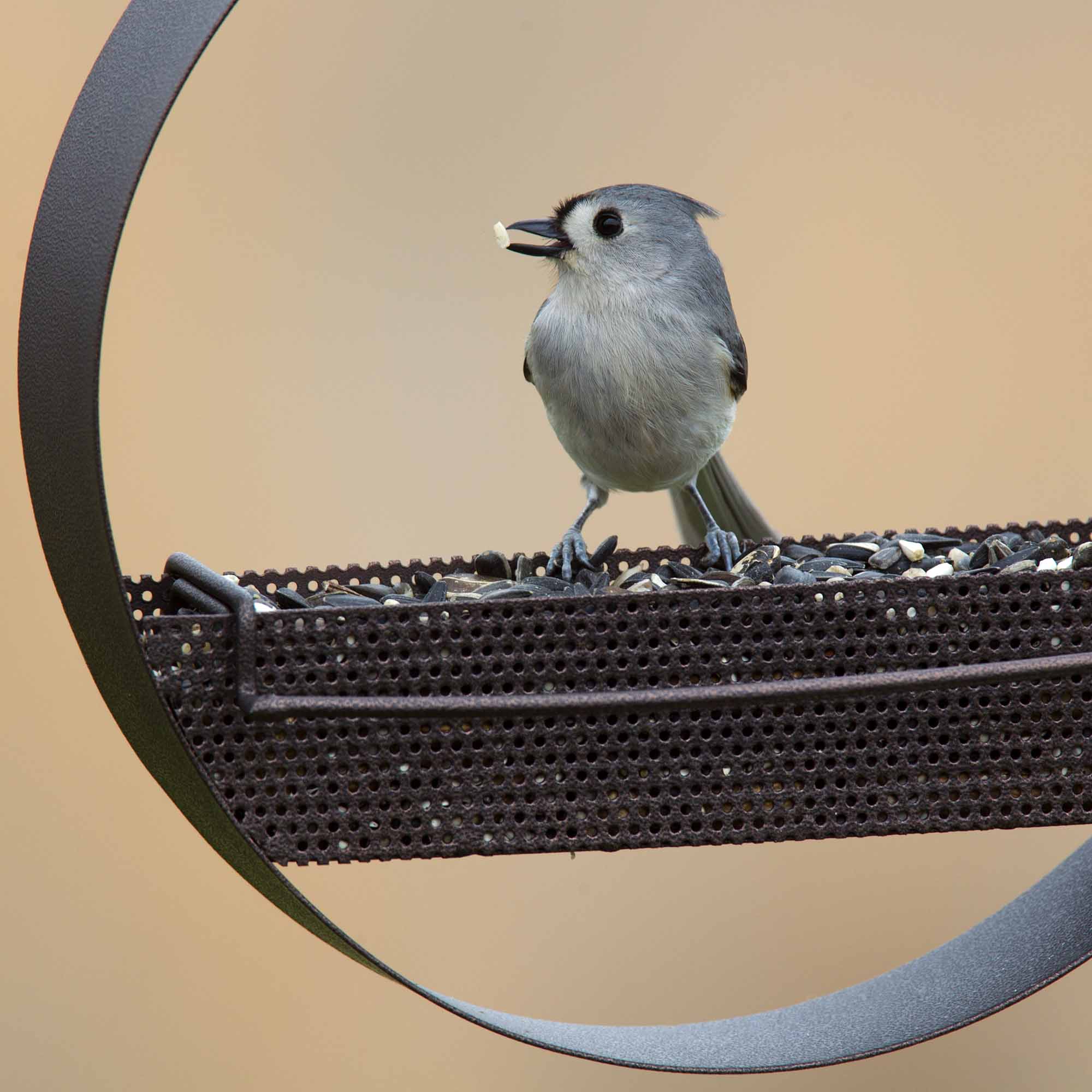 Mosaic Birds Bistro Bird Feeder - Premium Metal Bird Feeder, Chew-Proof, Weather & Water Resistant, 16.9oz, 1 Piece, Black