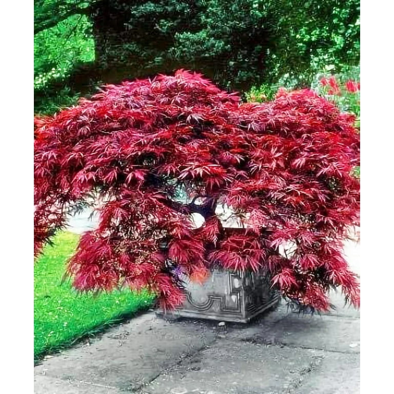 Expert Gardener Japanese Maple Crimson Queen Live Tree 1 Gallon