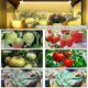 thumbnail image 5 of Barra de luz Led compatible con plantas de interior con temporizador de 3/6/12 horas Enchufe europeo, 5 of 5