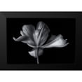 thumbnail image 2 of Myles, Penny 18x13 Black Modern Framed Museum Art Print Titled - Tulipa Exotic Emperor, 2 of 5