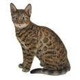 thumbnail image 2 of Sitting Bengal Cat, 2 of 5