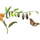 thumbnail image 1 of Kit de jardín para mariposas monarca - Cría de mariposas monarca, 1 of 3