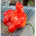 thumbnail image 2 of Bishops Crown Peri Peri Chile Heirloom Pepper Premium Seeds Packet, 2 of 2