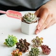 thumbnail image 5 of Flower Pots Mini Ceramic Succulent Planter with Tray Ideal for Home Garden White Elegant Flower Pot for Indoor Not Included, 5 of 7