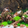 thumbnail image 1 of unbranded 1Ud Decorativo Para Terrario De Reptiles Material Duradero Marrón, 1 of 5