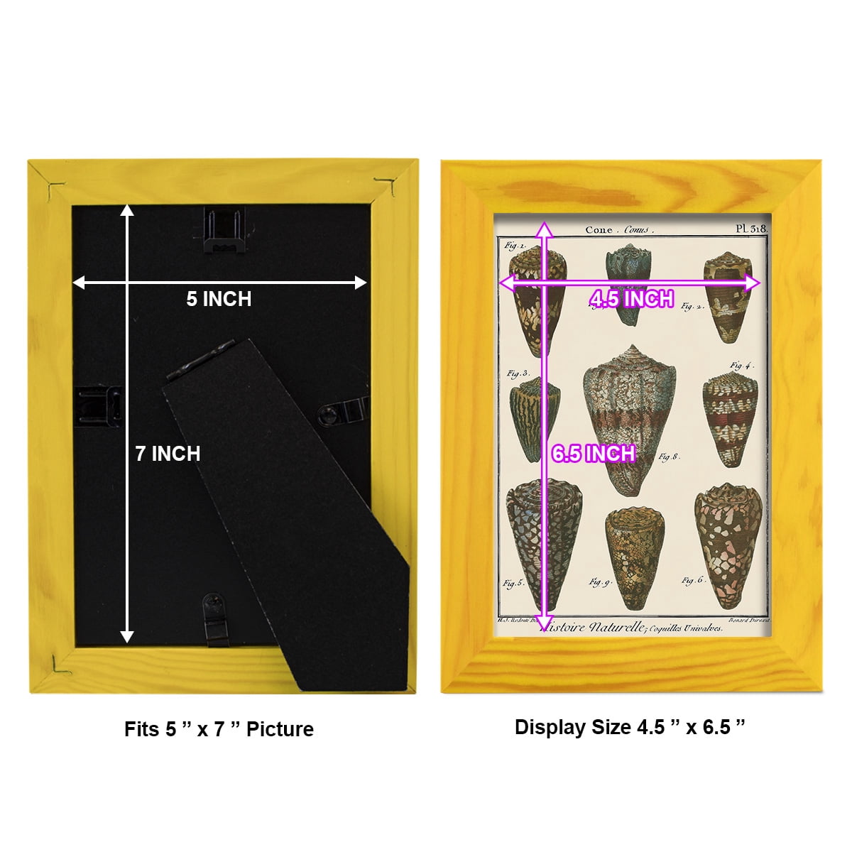 Cone Shell pl. 318 -Framed Print w/glass-Sunflower Yellow
