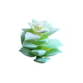 thumbnail image 2 of Gwong Decoración hogareña 1 unid flor artificial mini suculento planta boda fiesta de boda escritorio bonsais decoración Gwong 21026597, 2 of 7
