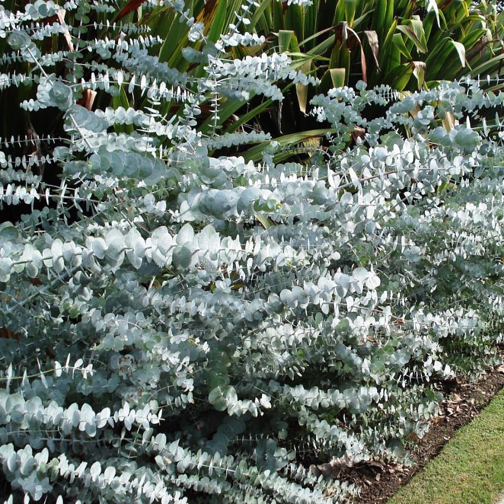 Baby Blue Spiral Eucalyptus 2.5" Pot Indoors or Out