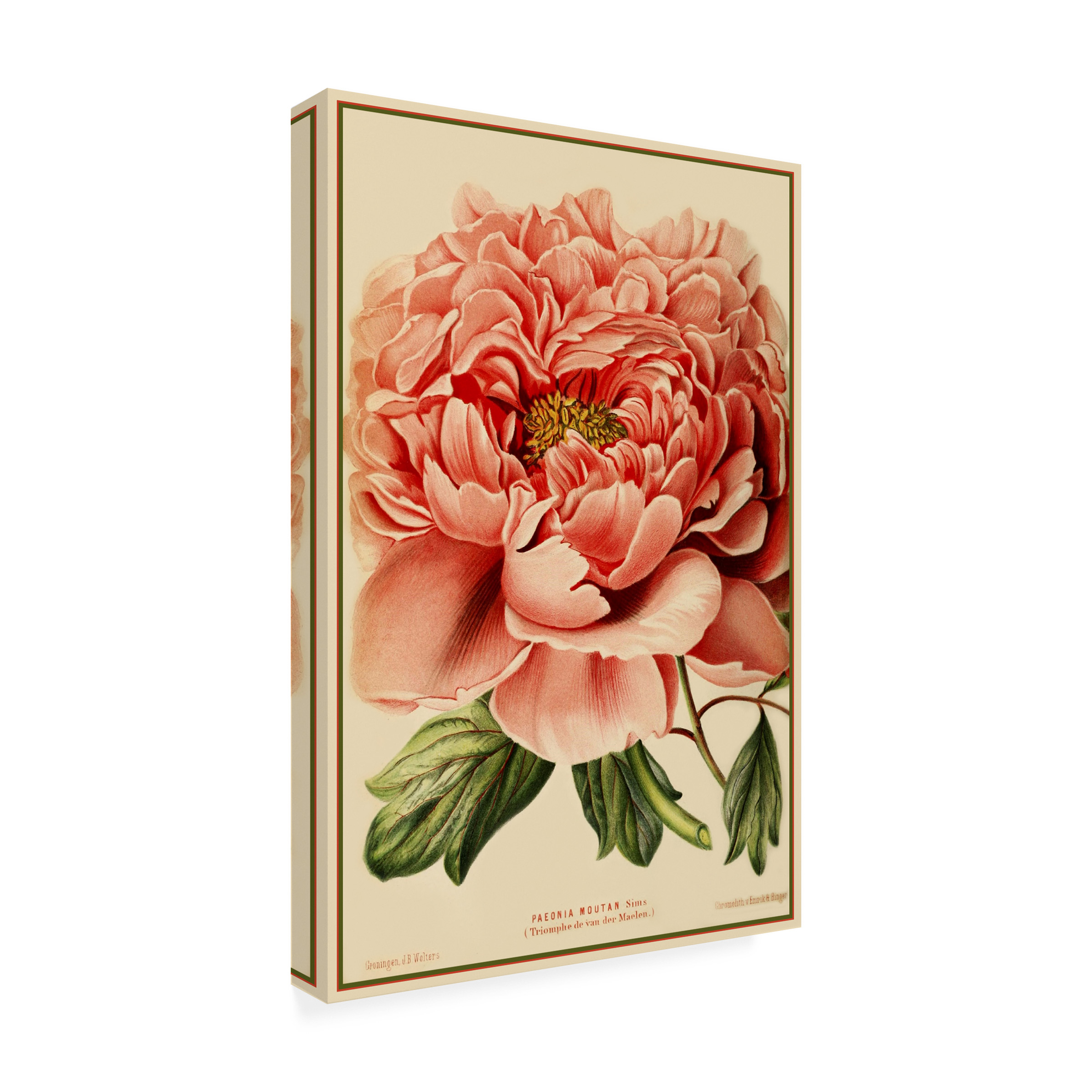 Trademark Fine Art 'Peony' Canvas Art by Vintage Lavoie