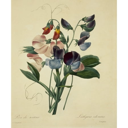 Mary Evans Natural History Museum Stretched Canvas Art Lathyrus Mary Evans Natural History Museum Stretched Canvas Art Lathyrus Odoratus Sweet Pea
