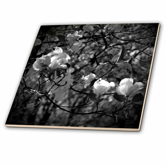 3dRose, Black and White dogwood flowers, 4 Inch Ceramic Tile