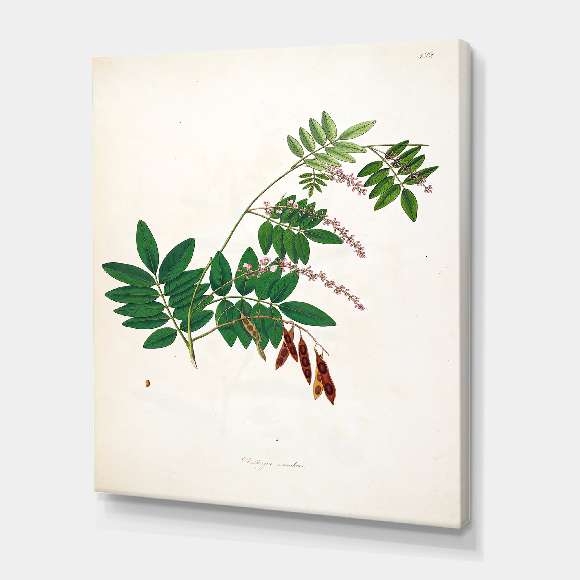 Designart ' Ancient Botanicals XI ' Farmhouse Canvas Wall Art Print