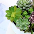 thumbnail image 4 of Set de plantas suculentas artificiales Anoak, 16 unidades, falsas, sin macetas, 4 of 9