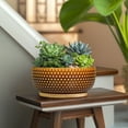 thumbnail image 5 of 8 inch Shallow Ceramic Flower Pot with Drainage & Tray, Modern Pot for Indoor Plants Succulent Gardens Bonsai ,Brown, 5 of 9