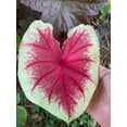 thumbnail image 6 of 'Scarlet Pimpernel' Caladium | Vibrant Shades of Red and Green (2 Bulbs), 6 of 8