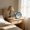 Blue, variant on Silent Snooze Bedside Alarm Clock with Night Lamp, Battery Operated Non Ticking Desk Clock for Bedroom Office Study