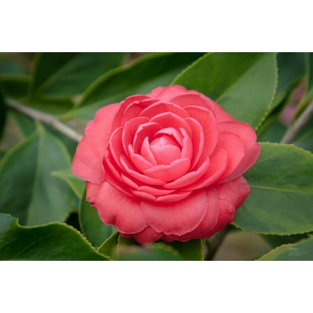 LAMINATED POSTER Fresh Plant Red Camellia Bloom Poster Print 24 x