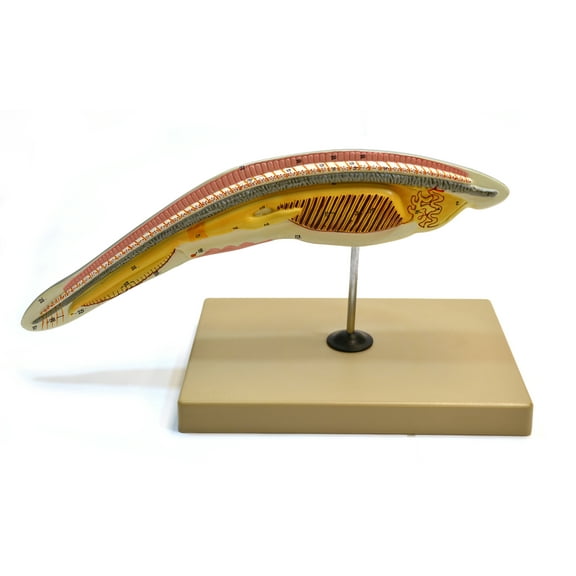 Eisco Labs Amphioxus / Lancelet Enlarged 150 Times - Hand Painted