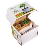 From You Flowers Dwarf Jade Bonsai Kit