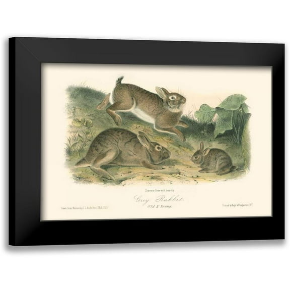 Audubon, John James 14x11 Black Modern Framed Museum Art Print Titled - Grey Rabbit