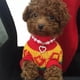 thumbnail image 5 of E Collar Con Cadena De Perlas Para Perros, Accesorios Para, 5 of 6