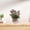 A, variant on Artificial Green Plant Mini Simulated Potted Plant Artificial Green Plastic Decor Small Ball Style Faux Succulent in Pink Pot Home Desk Office Shelf Decoration Photography Prop