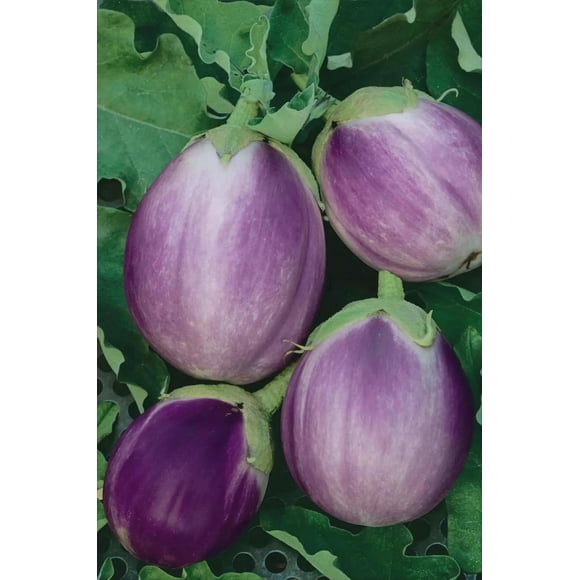 GSDWIUEW ROSA Bianca Eggplant Italian Heirloom 40-50 Seeds & Organic Seed