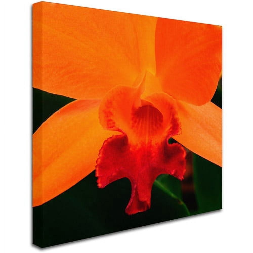 Trademark Fine Art "Brilliant Orchid on Fire" Canvas Art by Kurt Shaffer