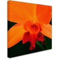 thumbnail image 2 of Trademark Fine Art "Brilliant Orchid on Fire" Canvas Art by Kurt Shaffer, 2 of 3