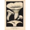 thumbnail image 2 of Pepper Mushroom, Lactarius Piperatus, Edible Poster Print By ® Florilegius Mary Evans (24 X 36), 2 of 4
