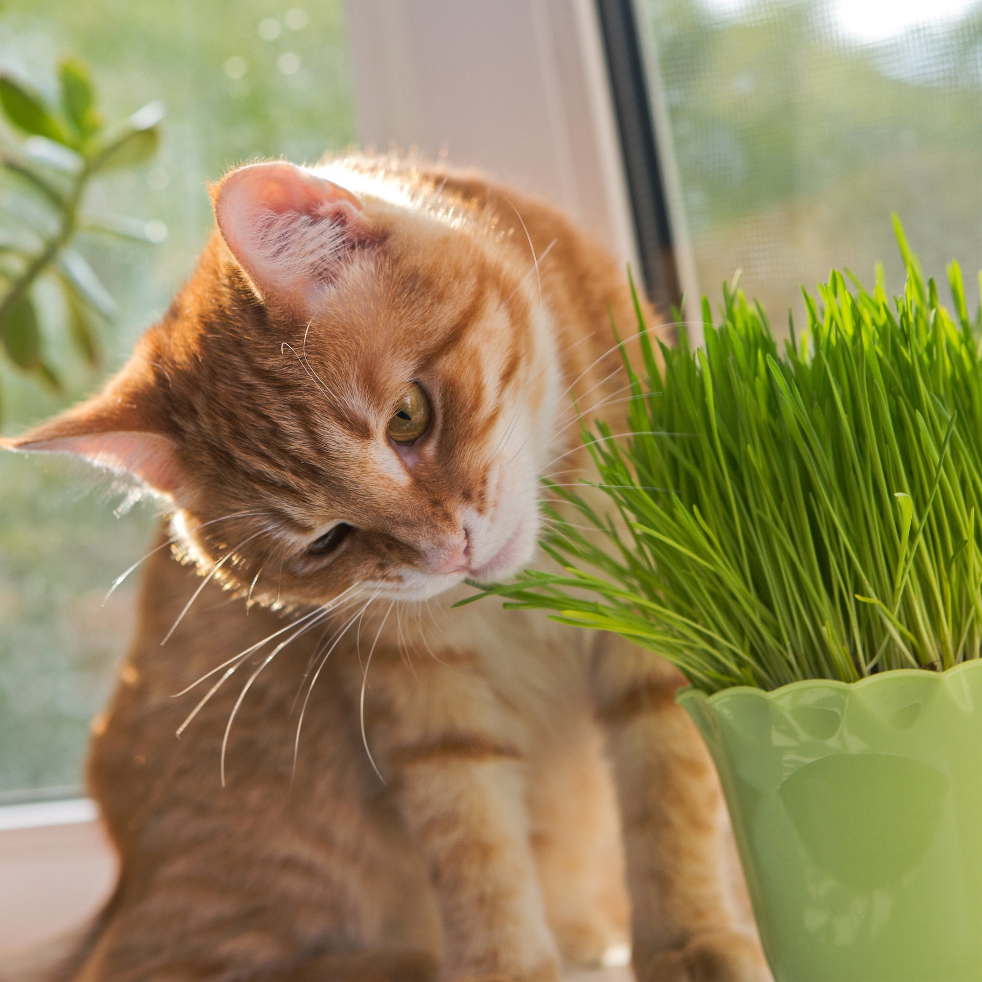 Bonnie Plants Pet Grass 19.3 oz. 2-Pack